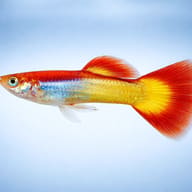 Side view of a Yellow Mix Male Guppy with a gold-blue body and red tail - view 3