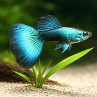 Blue Moscow male fancy guppy with a blue-green fan tail above sand and green leaves - view 4