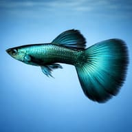 Blue Moscow male guppy in side profile, its broad turquoise tail against a blue background - view 3