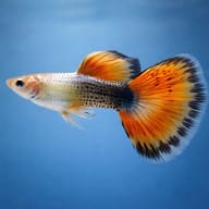 Side view of a fancy guppy with an orange and black fan tail against a blue background - view 3