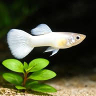Guppy male golden yellow — Fancy Guppy — close view showing fin and scale detail — representative image - view 4