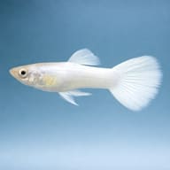 Guppy male golden yellow — Fancy Guppy — side profile on a plain background — representative image - view 3