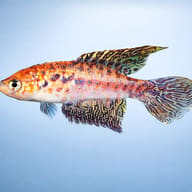 Featherfin Pearlfish (Simpsonichthys constanciae) side profile showing extended fins - view 3