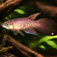 Featherfin Panchax, Pterolebias longipinnis, planted driftwood aquarium view — representative image - view 1