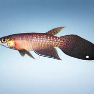 Featherfin Panchax (Pterolebias longipinnis) side profile with elongated dark rear fin — representative image - view 3
