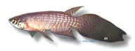 Featherfin Panchax, Pterolebias longipinnis - view 5