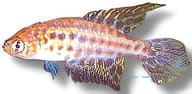 Feather-Fin Pearl Fish / Featherfin Pearlfish, Simpsonichthys constanciae - view 5