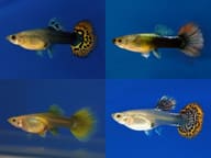 Female Guppy Mix (Poecilia reticulata) - view 1
