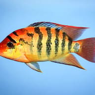 Festa s Cichlid, Red Terror (Cichlasoma festae) — side profile on a plain background — representative image - view 3