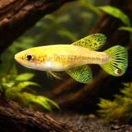 Fighting Gaucho, Cynopoecilus melanotaenia, planted driftwood aquarium view — representative image - view 1