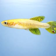 Fighting Gaucho (Cynopoecilus melanotaenia) side profile showing slim annual killifish form — representative image - view 3