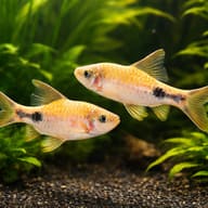 Filament Barb / Black-Spot Barb — Filament Barb pair in a planted community aquarium — representative image - view 2