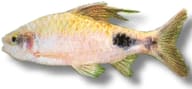 Filament Barb / Black-Spot Barb — Exact Filament Barb, Dawkinsia filamentosa - view 5