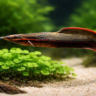 Spotted Fire Eel close view showing fin and scale detail — representative image - view 4