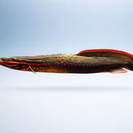 Spotted Fire Eel side profile on a plain background — representative image - view 3