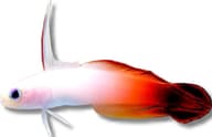 Medium Fire Goby Nemateleotris magnifica hovering above reef rock in a marine aquarium - view 5