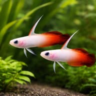 Fire goby - Marine Aquarium Livestock (Nemateleotris magnifica) — Fire Goby M — pair in a planted aquarium - view 2