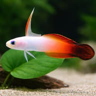 Fire goby - Marine Aquarium Livestock (Nemateleotris magnifica) — Fire Goby M — close view showing fin and scale detail - view 4