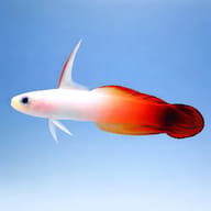 Fire goby - Marine Aquarium Livestock (Nemateleotris magnifica) — Fire Goby M — side profile on a plain background - view 3