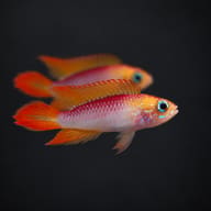 Two Fire Red Agassiz's Dwarf Cichlids on a dark background, showing the red-orange colouring and blue facial marks - view 2