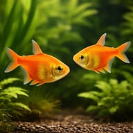 Flame Tetra — Fire Tetra — South American Tetra — pair in a planted aquarium — representative image - view 2