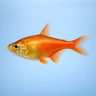 Flame Tetra — Fire Tetra — South American Tetra — side profile on a plain background — representative image - view 3