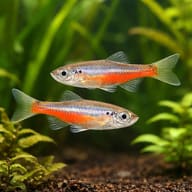 Fireline Devario Devario sondhii active shoal view — representative image - view 2