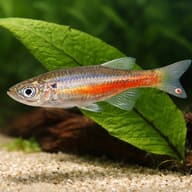 Fireline Devario Devario sondhii scale and colour detail — representative image - view 4