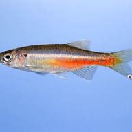 Fireline Devario (Devario sondhii) side profile on a plain background — representative image - view 3