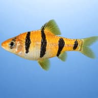 Representative side view of a Five-Banded Barb - view 3