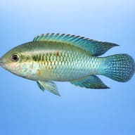 Representative digital side-view illustration of Flag Acara (Laetacara curviceps) showing blue-green spangling - view 3