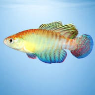 Flameus Pearl Fish side profile showing blue-green body and flame spotting — representative image - view 3