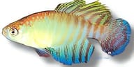 Flameus Pearl Fish, Hypsolebias flammeus - view 5
