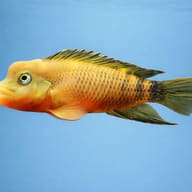 Lionhead / Buffalohead Cichlid (Steatocranus casuarius) side view in clean aquarium water - view 3
