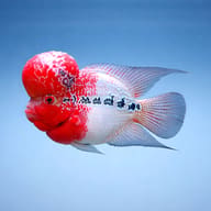 Flowerhorn Cichlid in side profile with a red head, white body and black markings - view 3