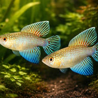 Fluminantis Pearl Fish (Cynolebias fulminantis) — Flumiantis Pearl Fish — pair in a planted aquarium — representative image - view 2