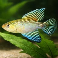 Fluminantis Pearl Fish (Cynolebias fulminantis) — Flumiantis Pearl Fish — close view showing fin and scale detail - view 4