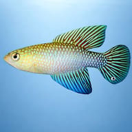 Fluminantis Pearl Fish (Cynolebias fulminantis) — Flumiantis Pearl Fish — side profile on a plain background - view 3