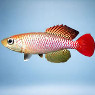 Foersch's Nothobranch (Nothobranchius foerschi) side profile showing red tail and spotted fins — representative image - view 3