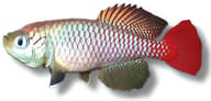 Foersch's Nothobranch, Nothobranchius foerschi - view 5