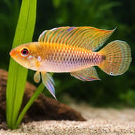For Stripes Dwarf Cichlid — close view showing fin and scale detail — representative image - view 4