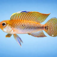 For Stripes Dwarf Cichlid — side profile on a plain background — representative image - view 3