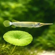 Forest Halfbeak (Hemirhamphodon upogonognathus) close view beside an aquarium plant - view 4