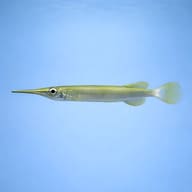 Forest Halfbeak (Hemirhamphodon upogonognathus) side profile on a plain background - view 3