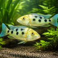 Fosorochromis rostratus 6 — pair in a planted aquarium — representative image - view 2