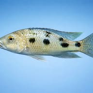 Fosorochromis rostratus 6 — side profile on a plain background — representative image - view 3