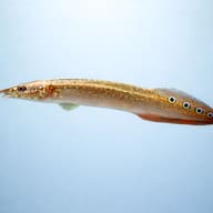 Frecklefin eel — side profile on a plain background — representative image - view 3