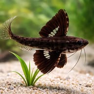 Freshwater Butterflyfish (Pantodon buchholzi) mottled surface-hunter body pattern — representative image - view 4