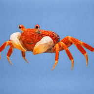 Crab (Geosesarma sp.red carnaval) side profile on a plain background - view 3