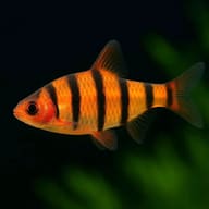 Sixbanded Barb (Desmopuntius hexazona) showing vertical body bands - view 5